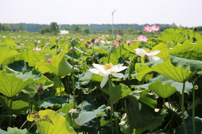 ​信阳潢川：“荷”你相约，美在当“夏”！