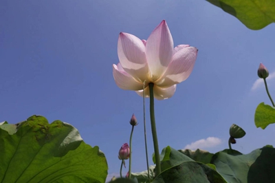 ​信阳潢川：“荷”你相约，美在当“夏”！