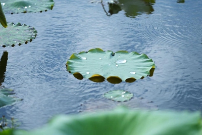 ​信阳潢川：“荷”你相约，美在当“夏”！