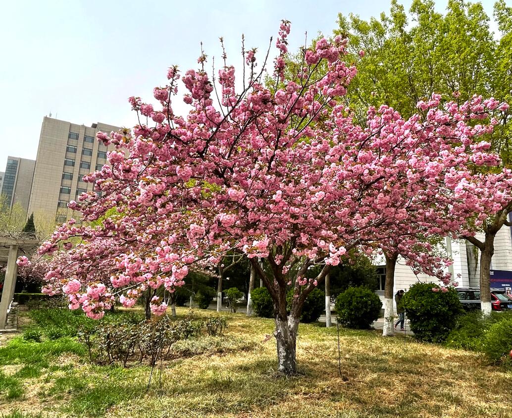 北京理工大学深圳研究院2+2颁发什么毕业证？