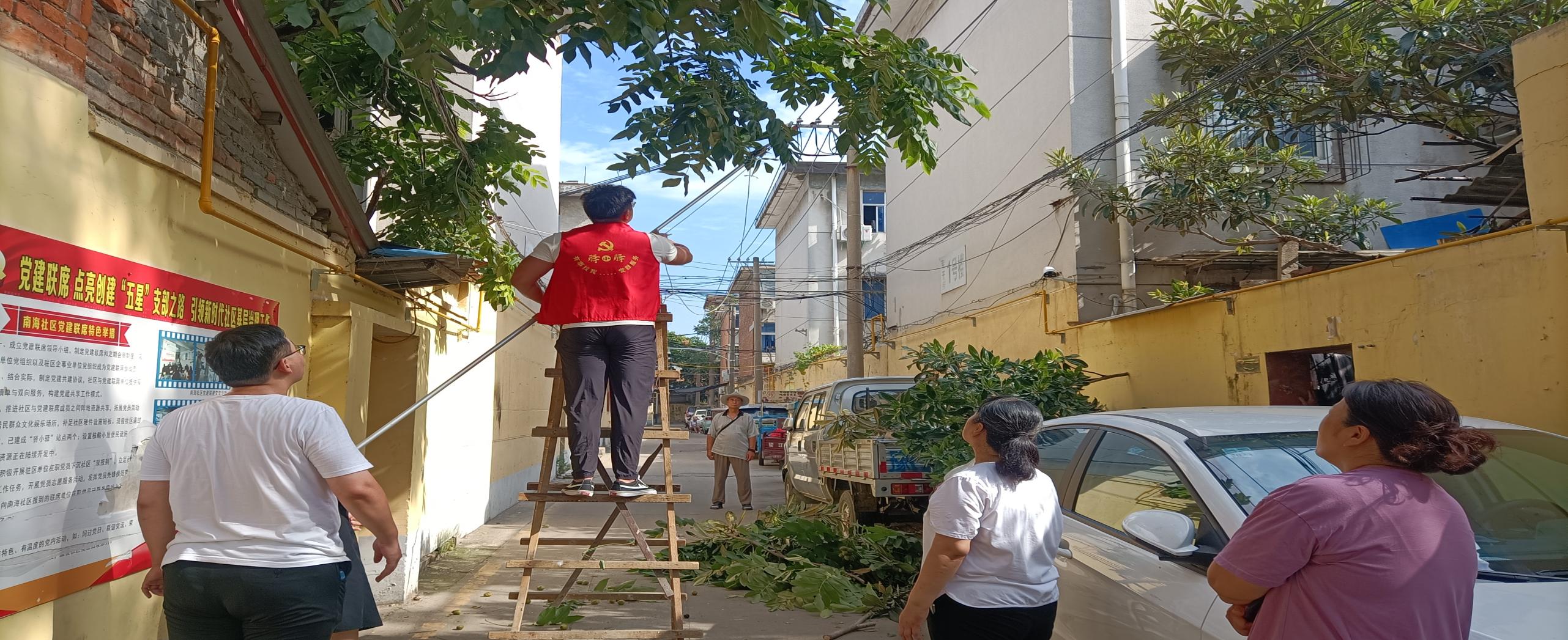 驻马店市驿城区南海街道南海社区：点亮支部过硬星 清除树枝解民忧