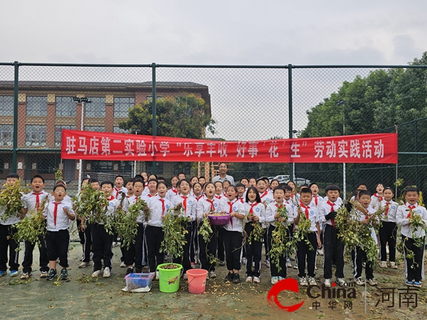 乐享丰收  好事‘花’生－－驻马店第二实验小学开展劳动实践活动