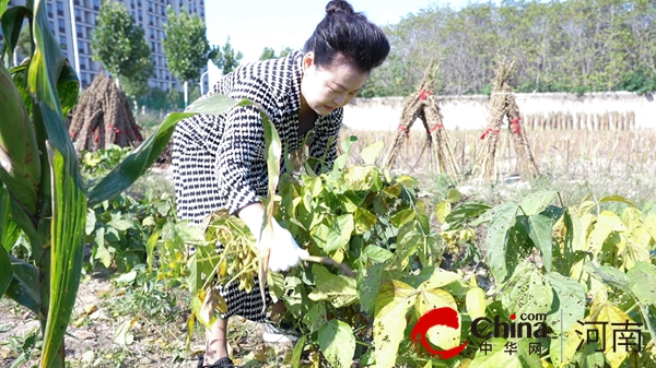 体验丰收快乐  收获成长果实－－驻马店实验小学开展劳动实践活动