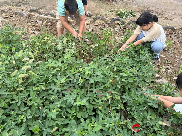 ​校园花生收获 劳动之美绽放——西平县重渠前寨小学开展收获活动