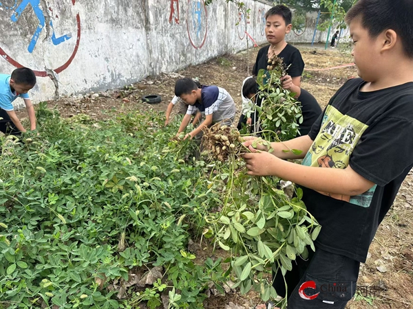 ​校园花生收获 劳动之美绽放——西平县重渠前寨小学开展收获活动