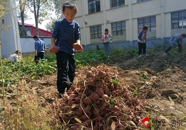 ​西平县焦庄王老庄小学开展“享秋收之乐 悟劳动之美”活动