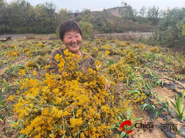 驻马店市驿城区朱古洞乡：药菊为媒促振兴 金黄花海绘“钱”景