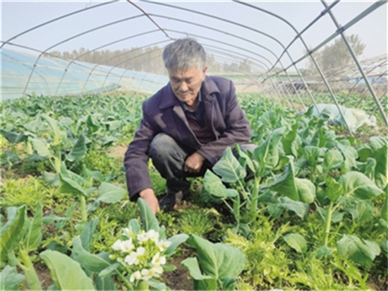 南阳市宛城区：“老把式”用上新技术 靠特色种植蔬菜走上富裕路