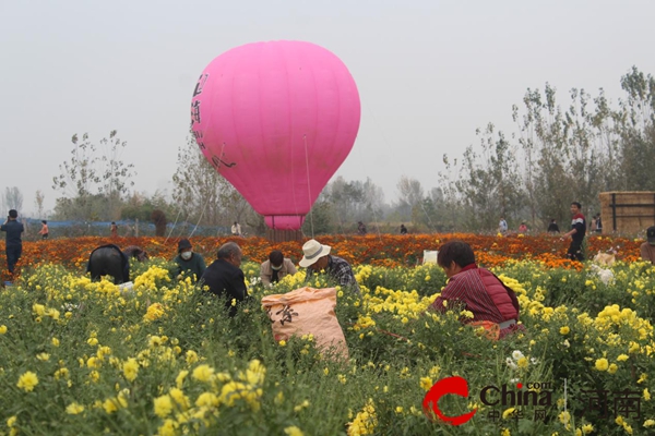 驻马店市驿城区诸市镇：金秋好“丰”景　“小菊花”做出大产业