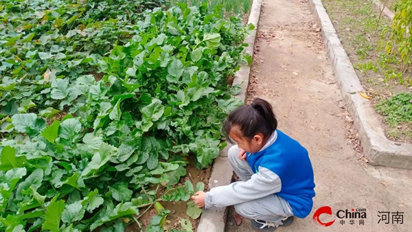 ​以“劳”树德 以“劳”育德——西平县重渠乡汪庄小学开展劳动教育