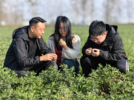 南阳市宛城区：艾香弥漫“一带一路”