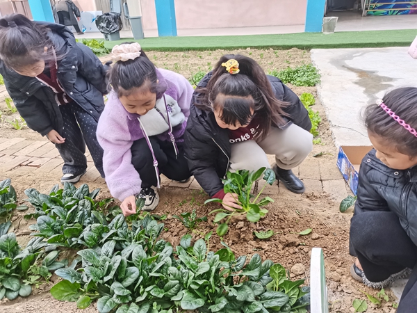 西平县柏苑王店小学：蔬香满园 快乐采摘