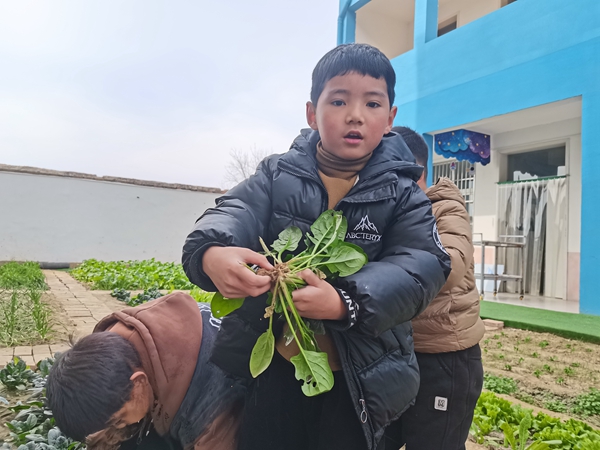 西平县柏苑王店小学：蔬香满园 快乐采摘