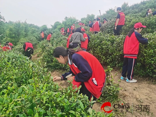 红色研学重温革命岁月 茶山体验感受劳动乐趣——驻马店市第二十一小学“红色教育+社会实践”纪实