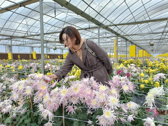 内乡县郦邑贡菊亮相南水北调中线通水十周年直播节目《水·缘》