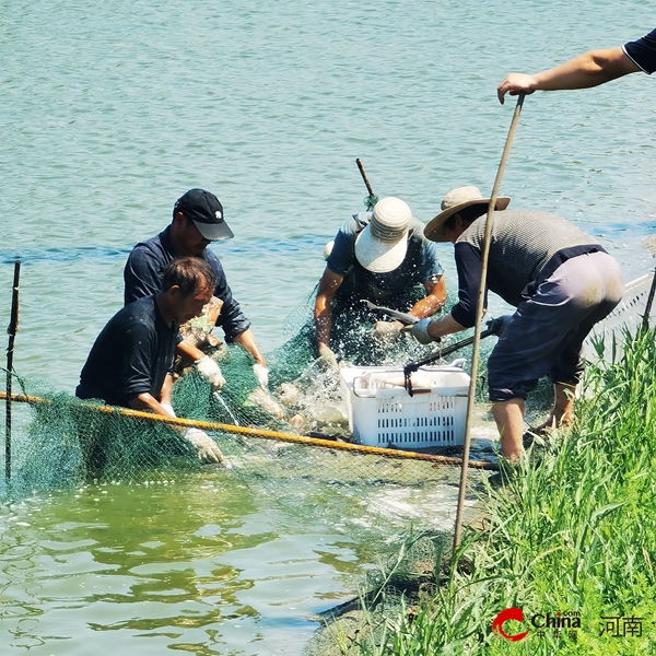 ?西平縣出山鎮(zhèn)特輯：歷史文脈中的特色產(chǎn)業(yè)——鱸魚養(yǎng)殖