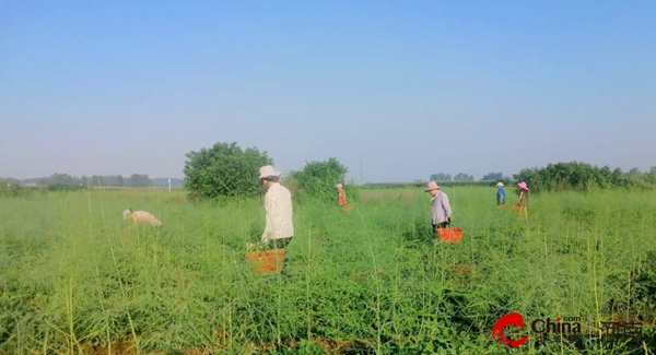 ​西平县出山镇特辑：历史文脉中的特色产业——芦笋种植