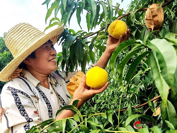 ​西平县出山镇特辑：历史文脉中的特色产业——葡萄和黄桃种植