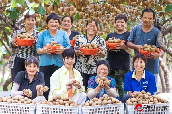 西平出山镇特辑：历史文脉中的特色产业——猕猴桃＋芦花鸡“林”聚财富特辑：历史文脉中的特色产业——猕猴桃＋芦花鸡“林”聚财富