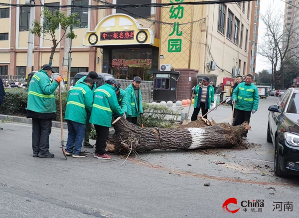 驻马店开发区城市管理局：清除老化柳树 为民解忧保安全