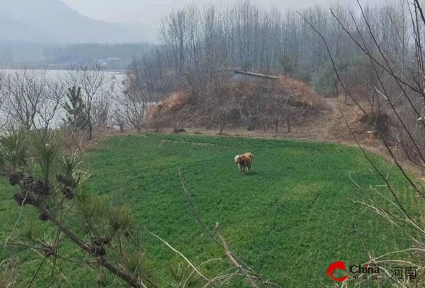 事小情暖！小牛走失群众愁，西平公安民警寻回解民忧！