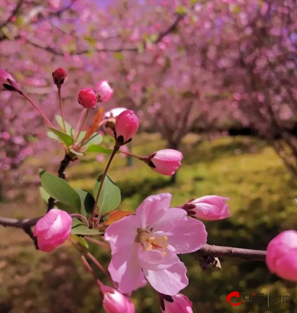 西平县：等一城海棠花事