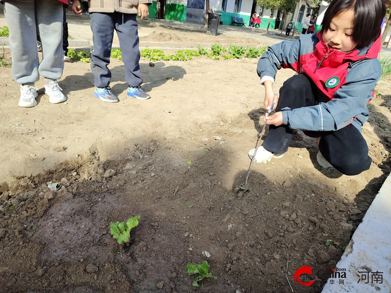 西平县重渠汪庄小学开展春季种植活动
