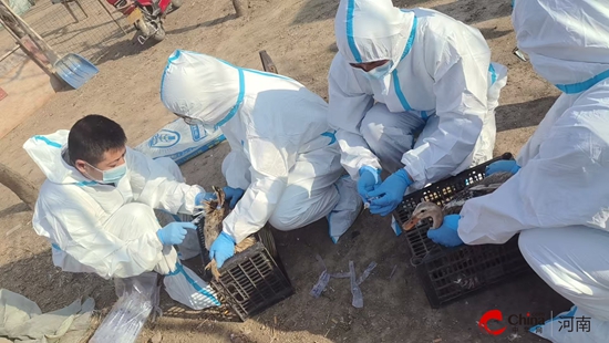 筑牢动物疫病防控防线 西平县柏城街道在行动