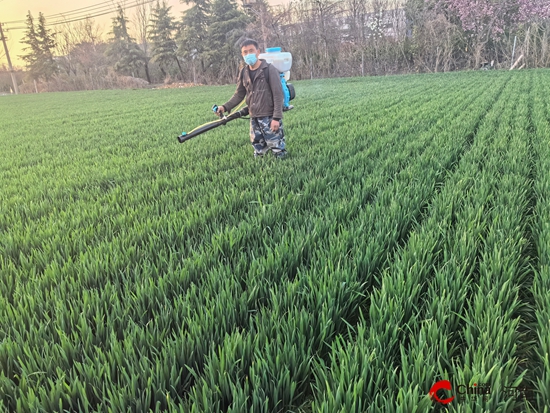 西平县柏城街道:打赢春防战 铺就丰收路