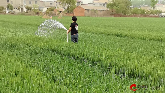 西平县柏城街道打响抗旱保麦攻坚战 多举措筑牢夏粮丰收防线