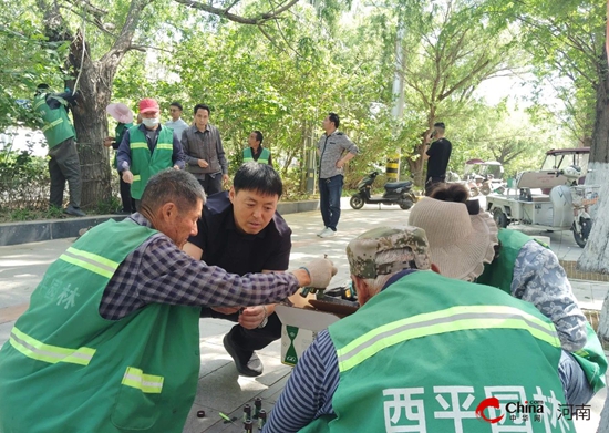 西平县城市管理局园林中心治理柳絮真有一套