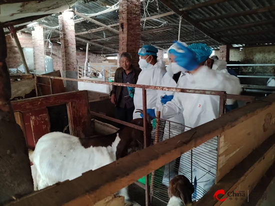 筑牢防疫屏障 守护畜牧安全——西平县柏城街道扎实推进春季动物防疫工作