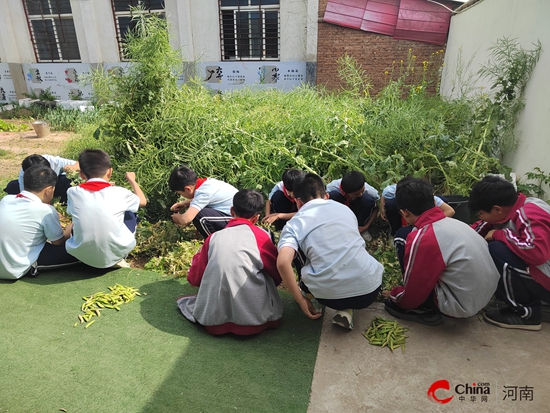 青青豌豆荚 悠悠劳动情——西平县柏苑王店小学举行豌豆采摘活动