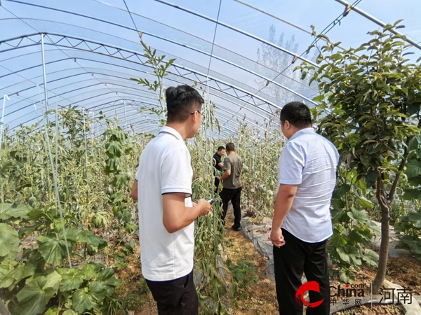 驻马店市驿城区朱古洞乡：党建引领绘新篇 特色农业促振兴   