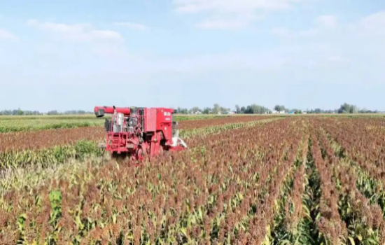 南阳市宛城区：千亩高粱红满天 规模经营润心田