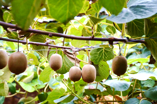 西峡县阳城镇：果满枝头迎丰收 “猕”香四溢产业兴