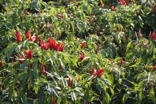 淅川县法院：司法赋能“红辣椒” 护航农业品牌高质量发展