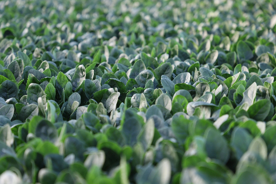 直通基层 | 梁园区：特色蔬菜“蔬”通致富路