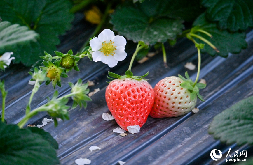 新春走基层丨小草莓“种”出甜日子