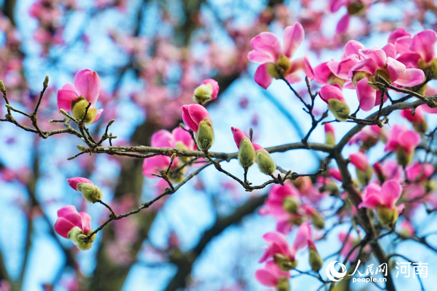 河南鲁山：辛夷花开报春来