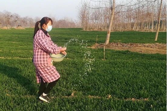 商丘市梁园区观堂镇：强化小麦春季管理 夯实夏粮丰产基础