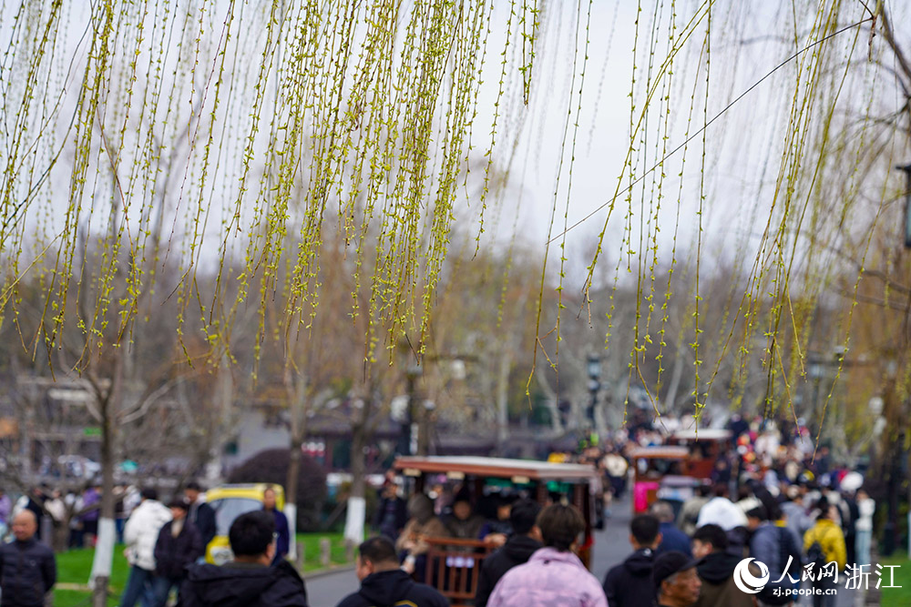 杭州入春 西湖新绿醉江南