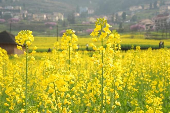 春花烂漫引客来！贵州仁怀：多元业态激活“赏花经济”