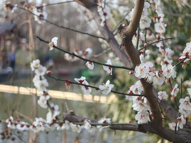 即日起，王城公园、隋唐城遗址植物园恢复免费开放