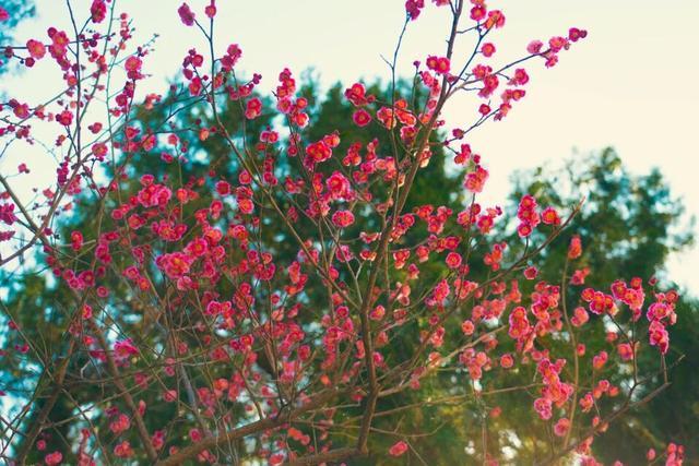 连续三天免费！郑州黄河文化公园向所有女士发出邀约