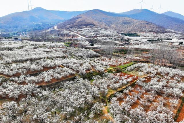 河南镇平：樱桃花开染春光