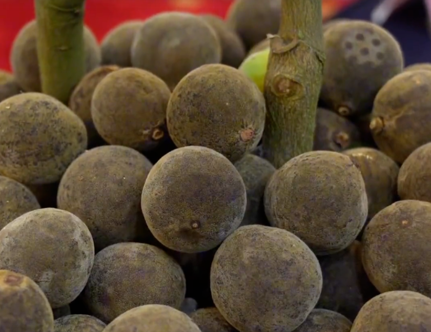 “化橘红”火了，这个小果子怎么吃？有啥用？