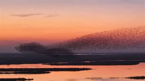 黄河口“鸟浪”奇观：当生态治理遇见青春力量