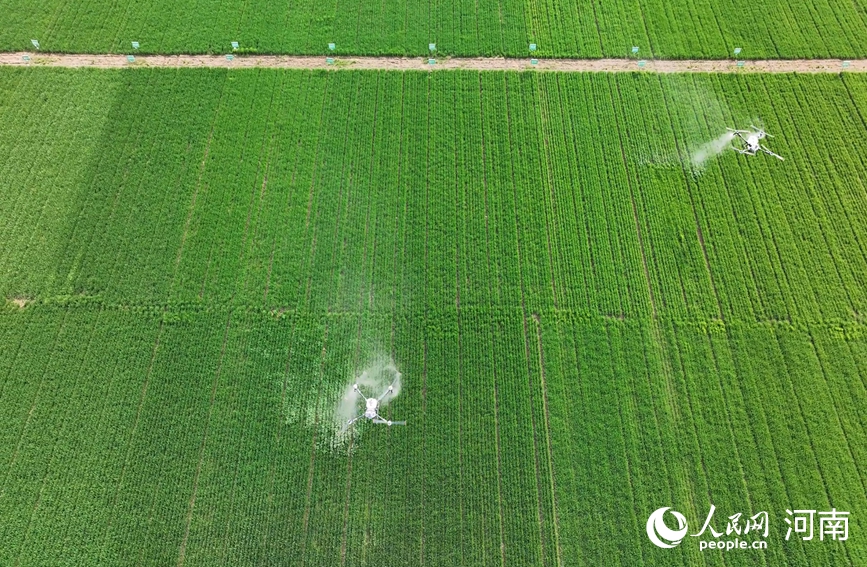河南小麦苗情持续向好