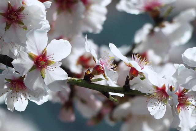 河南镇平：古杏花开春意浓 山乡春色迎客来